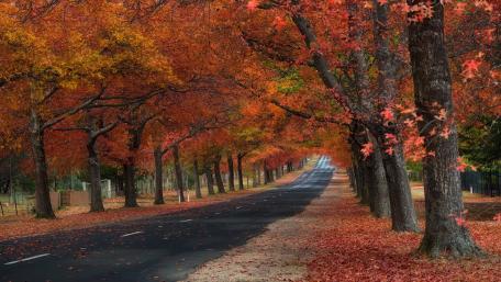Autumn's Vibrant Pathway wallpaper