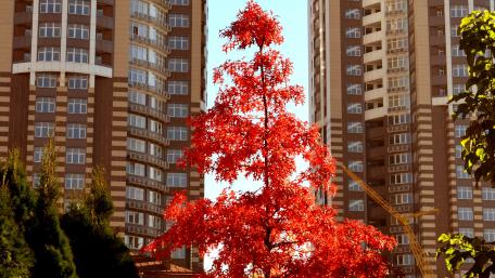 Vibrant Red Tree Among Urban Heights wallpaper