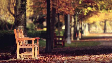 Serene Autumn Bench in Nature's Embrace wallpaper