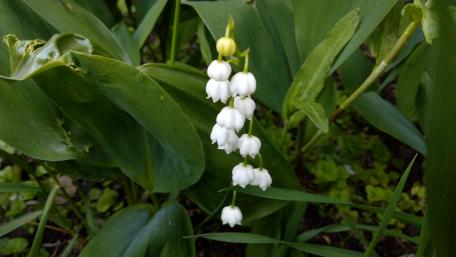 Delicate White Lily of the Valley Blooms in Serenity wallpaper