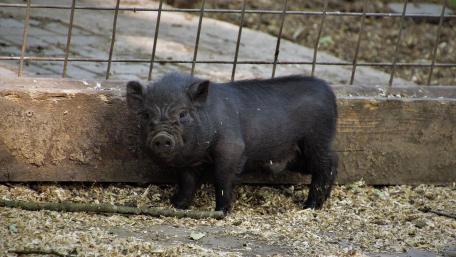 Charming Piglet in a Natural Setting wallpaper