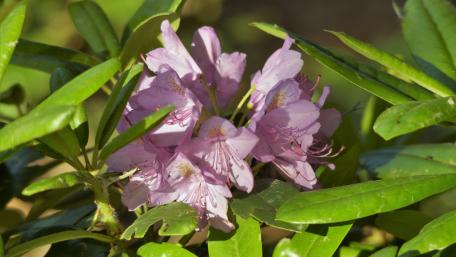 Delicate Rhododendron Blossoms in Bloom wallpaper