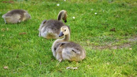 Adorable Baby Swans on Green Grass wallpaper