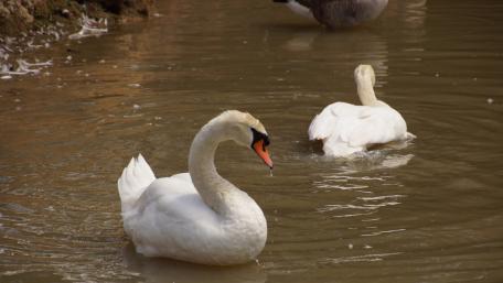Elegant Swans Gracefully Gliding on Water wallpaper