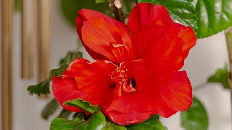 Hibiscus wallpaper