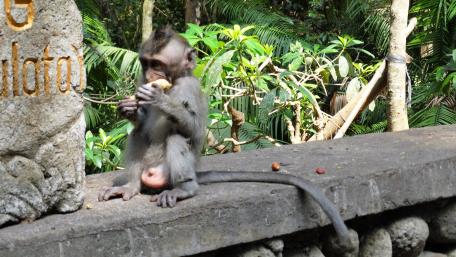 Natural Serenity with Curious Monkey in Forest Setting wallpaper