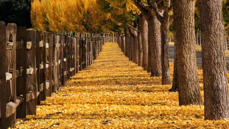 Golden Autumn Pathway Awaits You wallpaper