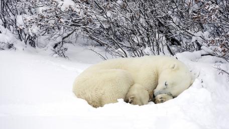 Adorable Polar Bear Sleeping in Snowy Wonderland wallpaper