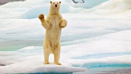 Playful Polar Bear on Iceberg wallpaper
