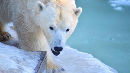 Majestic Polar Bear on Iceberg wallpaper