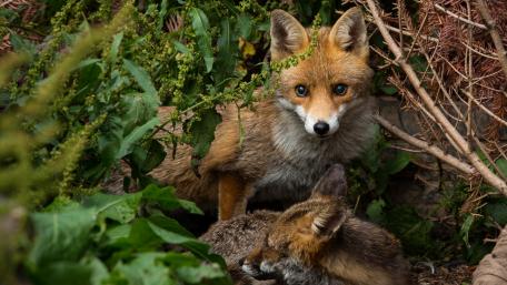 Foxes in Their Natural Habitat wallpaper