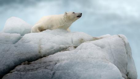 Majestic Polar Bear on Iceberg wallpaper