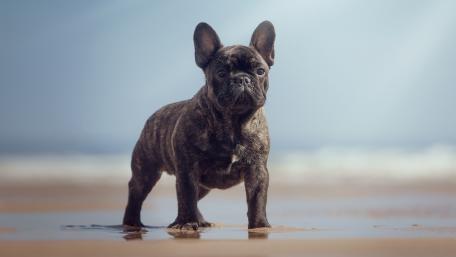 French bulldog wallpaper