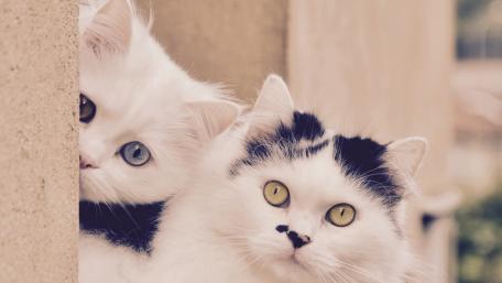 Adorable Cats Peeking Together wallpaper