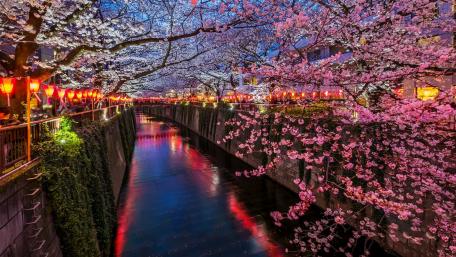 Meguro River wallpaper