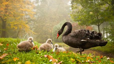 Black Swan wallpaper