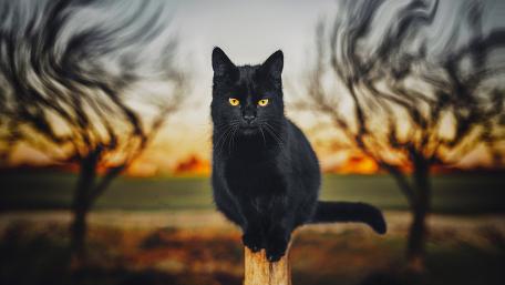 Mysterious Black Cat in a Dreamy Landscape wallpaper