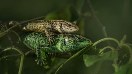 Vibrant Encounter of Anoles in Nature wallpaper