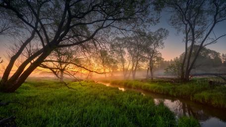 Serene Wetland at Dawn wallpaper