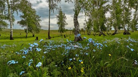 Spring Meadow Blossoms and Serenity wallpaper