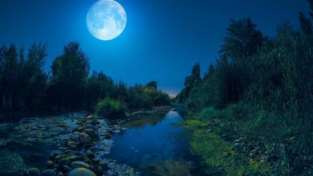 Moonlit Serenity in Nature wallpaper