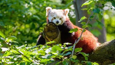 Charming Red Panda in the Wild wallpaper