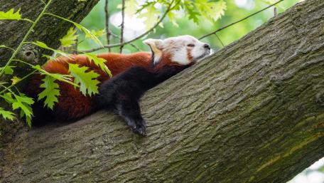 Relaxing Red Panda on a Tree Trunk wallpaper