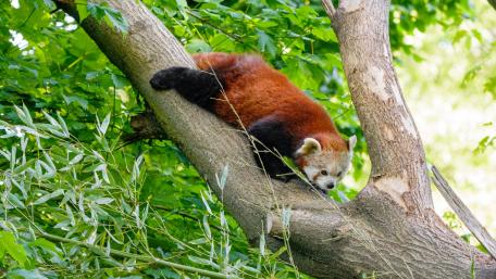 Gentle Red Panda Relaxing in Tree wallpaper