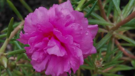 Vibrant Pink Flower in Bloom wallpaper