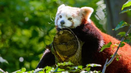 Adorable Red Panda in the Wild wallpaper