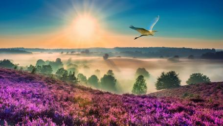 Sunrise Over a Flower-Covered Hill with Bird wallpaper