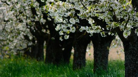 Blossoming Pathway of Spring Flowers wallpaper