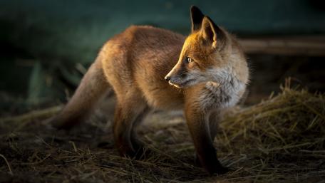 Graceful Fox in Natural Habitat wallpaper