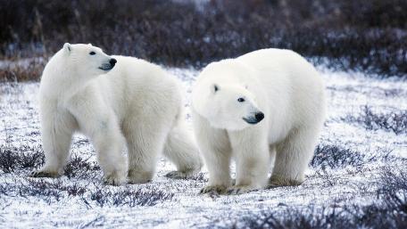 Majestic Polar Bears in the Snowy Wilderness wallpaper