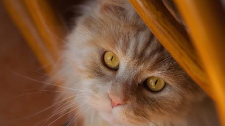 Mesmerizing Gaze of a Feline Friend wallpaper