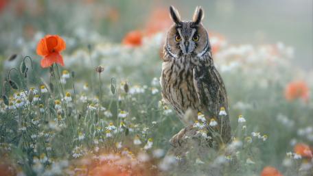 Majestic Owl Among Wildflowers wallpaper
