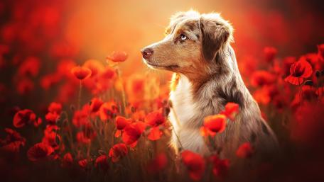 Dog in Poppy Field wallpaper