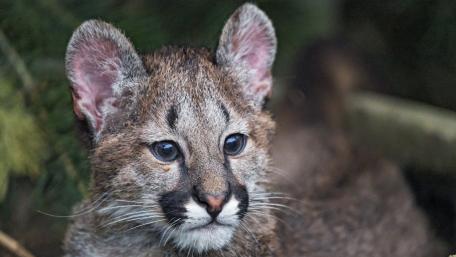 Majestic Cougar Cub in Nature wallpaper