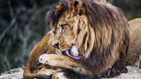 Majestic Lion Grooming in Nature wallpaper