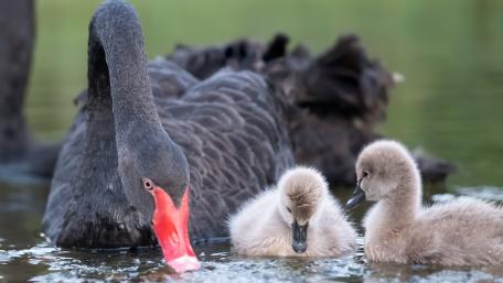 Elegant Black Swan Family in Tranquil Waters wallpaper