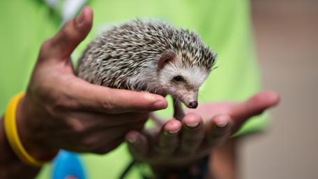 Adorable Hedgehog in Gentle Hands wallpaper