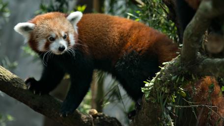 Charming Red Panda in Its Natural Habitat wallpaper