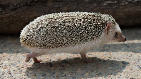 Charming Hedgehog on the Move wallpaper