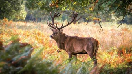 Majestic Deer in Serene Wilderness wallpaper
