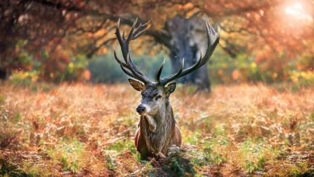 Majestic Antlered Deer in Autumn Glory wallpaper