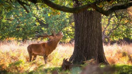 Deer rutting wallpaper