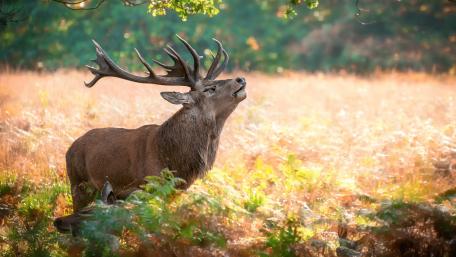 Majestic Stag in Autumn Meadow wallpaper