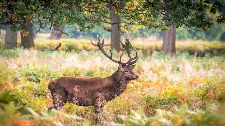 Majestic Stag in Serene Wilderness wallpaper