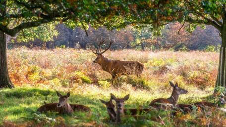 Majestic Deer in Tranquil Meadow wallpaper