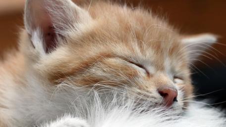 Cozy Cat Dreaming Away wallpaper